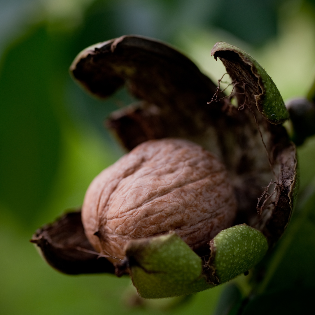 Chandler-walnuss Chandler Walnuss