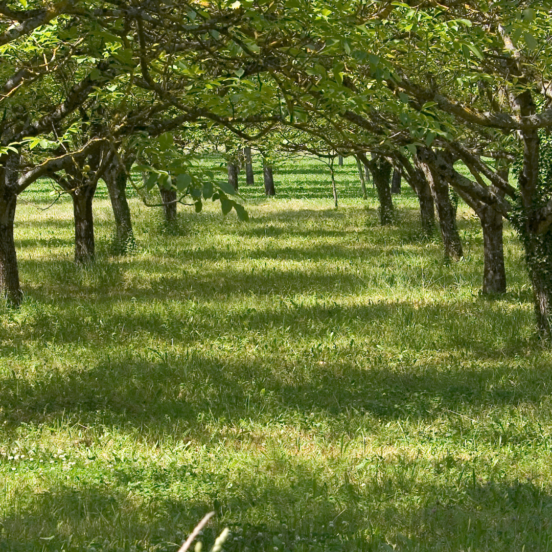 frischer Walnussgarten Walnussgarten