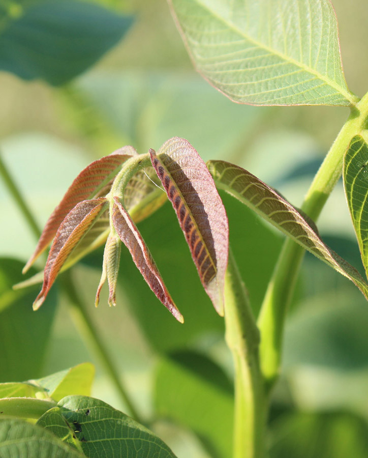 walnuss-baum-product-back