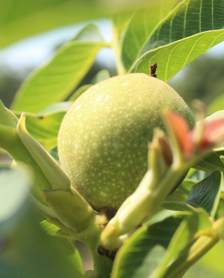 walnuss-baum-product-back2