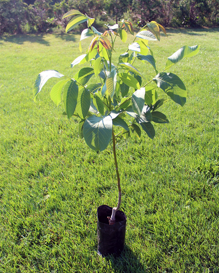 walnussbaum Walnusspflanzgut