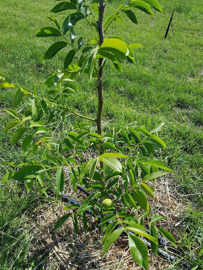 Junger Walnussbaum Walnussbaum