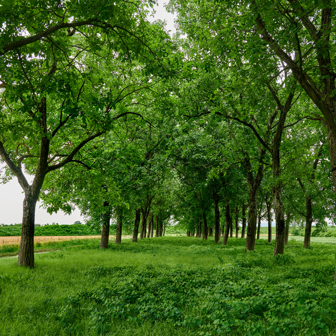 Walnussgarten Walnussgarten