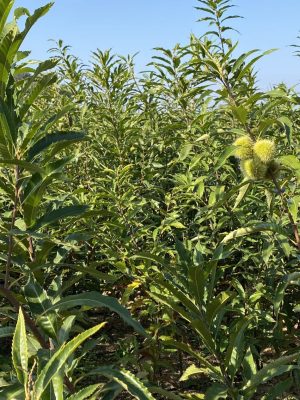 Edelkastanienbaumschule