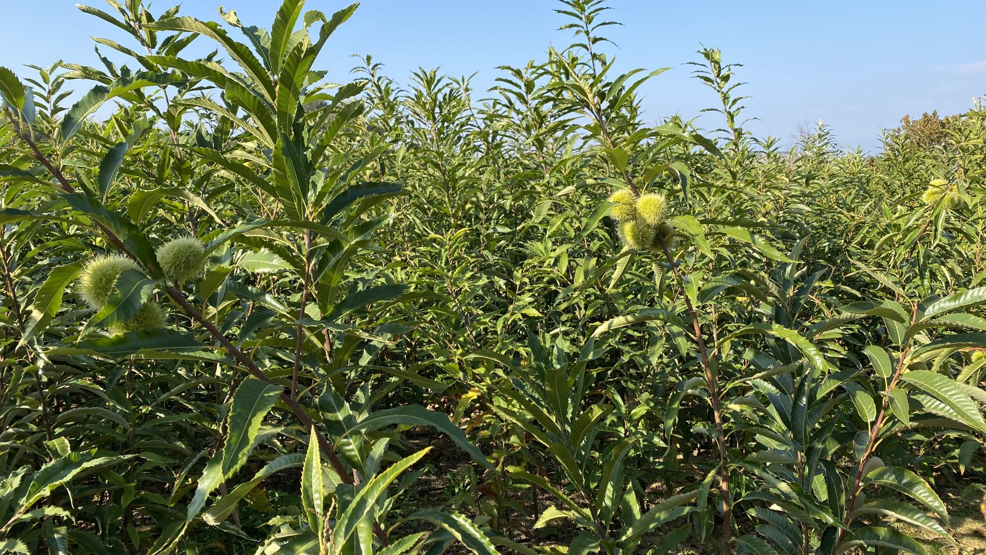 Edelkastanie Edelkastanienbaumschule