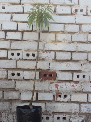 Edelkastanie online kaufen