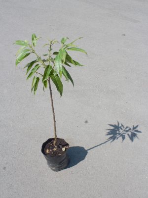 Kastanienbaum Bouche de Bétizac Kastanienbaum Bouche de Bétizac