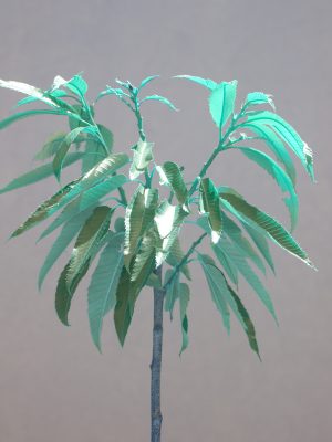 IŞIKLAR Kastanie IŞIKLAR Kastanie