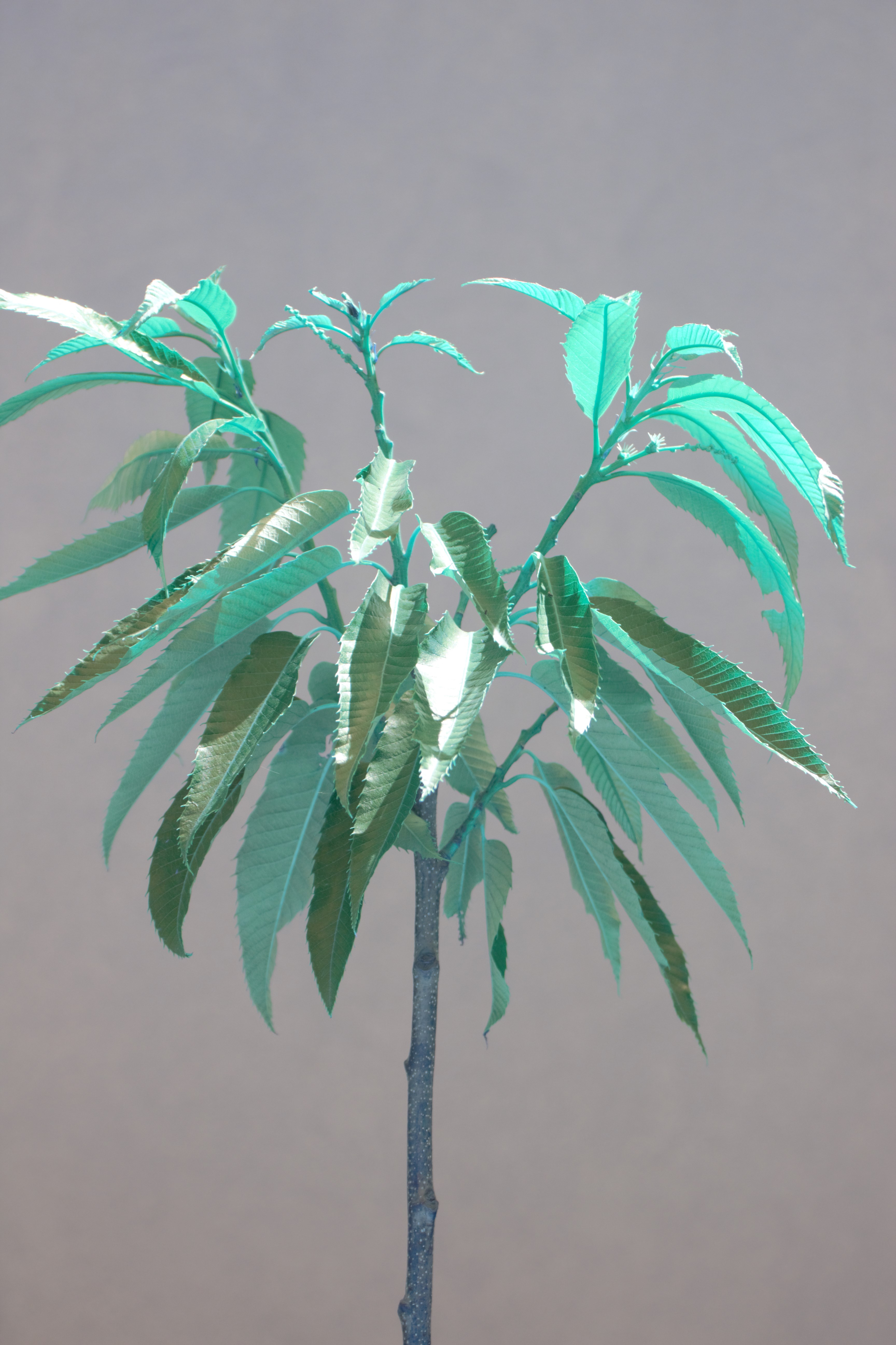 Kastanienbaum Edelkastanie pflanzen