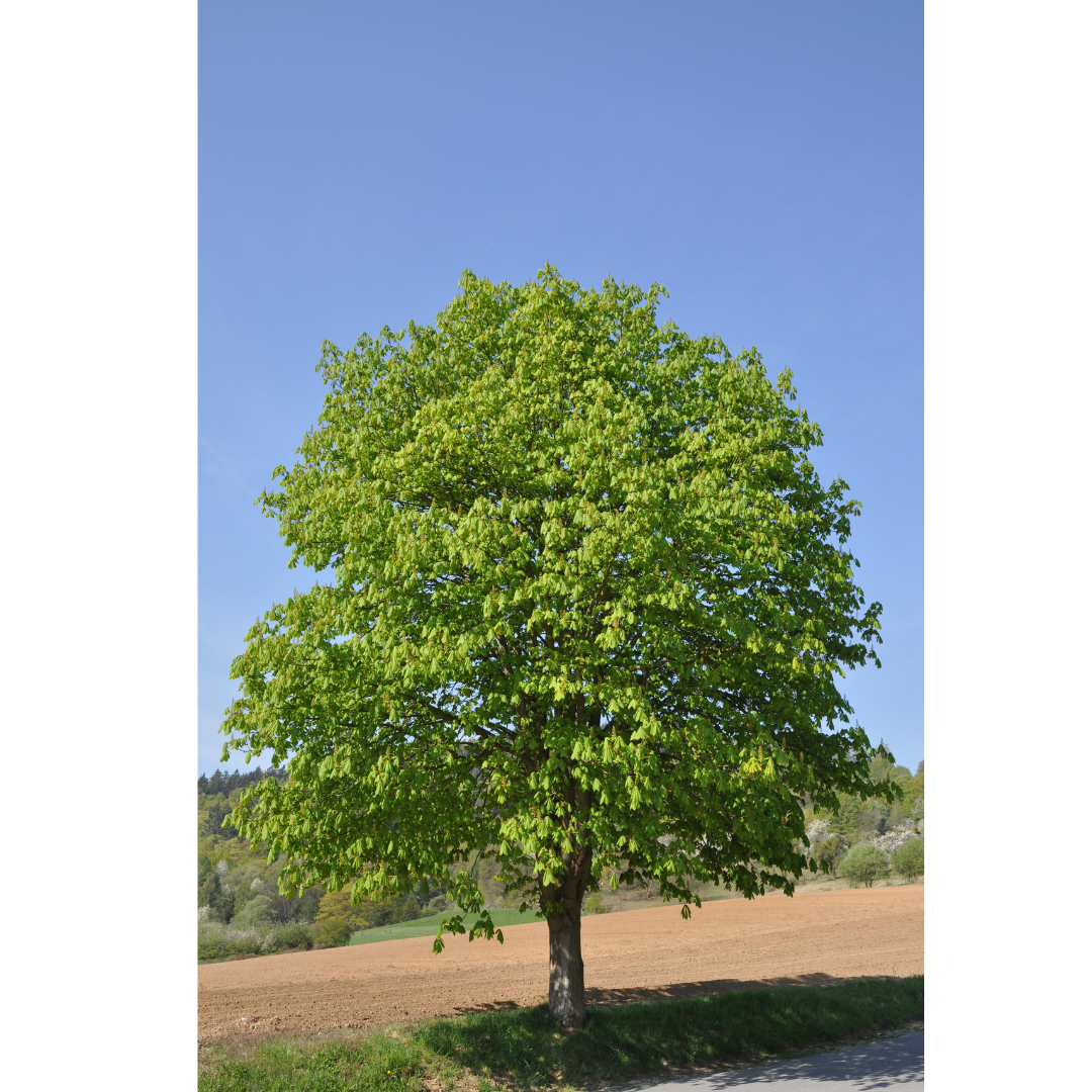 chestnut-tree Edelkastanie