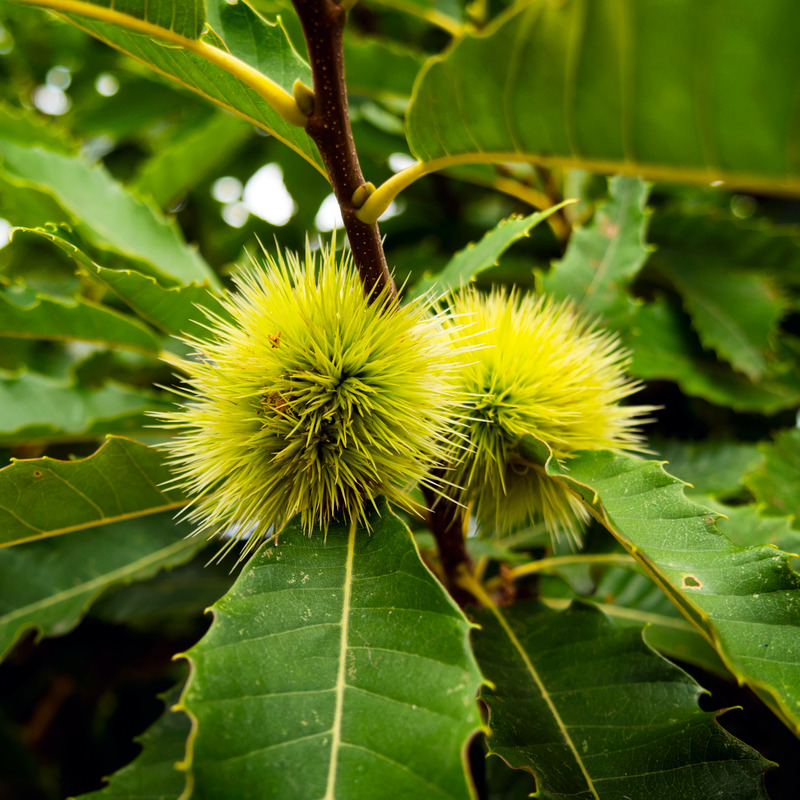 Sweet chestnuts